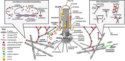 Frontiers | Primary Cilia, Ciliogenesis And The Actin Cytoskeleton: A ...